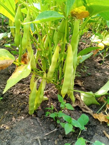 Bwengye Millers crops, mechanization, produce and value addition